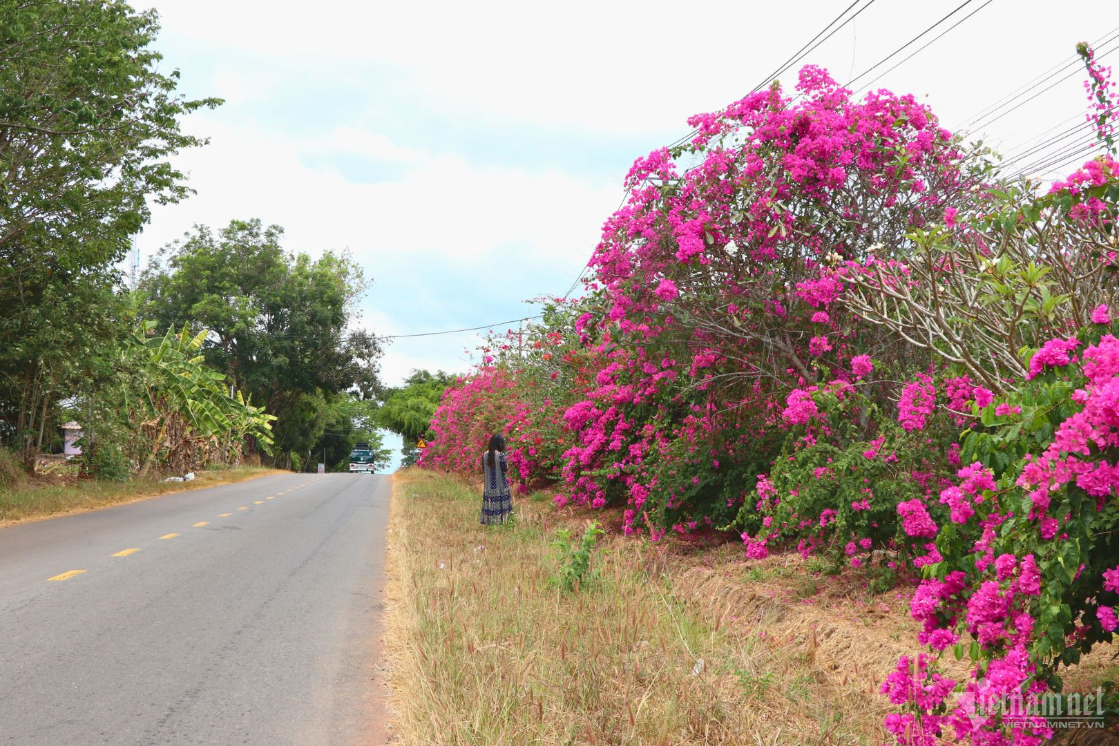 View - Bí ẩn con đường hoa giấy dài 25km giữa đại ngàn ở Đồng Nai