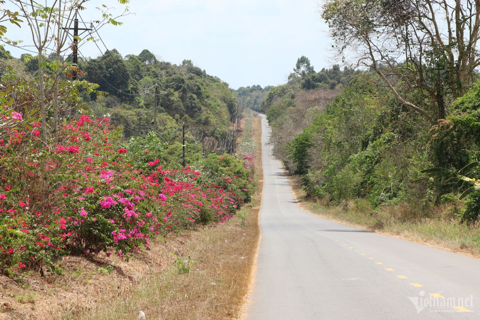 View - Bí ẩn con đường hoa giấy dài 25km giữa đại ngàn ở Đồng Nai