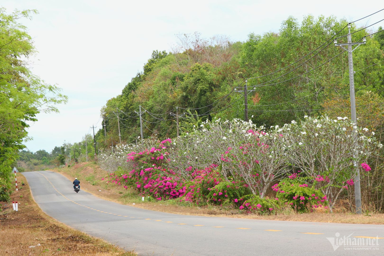 View - Bí ẩn con đường hoa giấy dài 25km giữa đại ngàn ở Đồng Nai