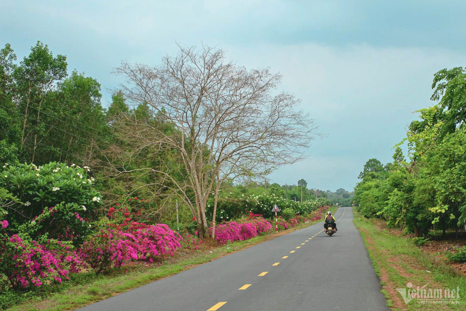 View - Bí ẩn con đường hoa giấy dài 25km giữa đại ngàn ở Đồng Nai