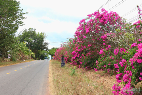 Bản tin sáng 9/3: Bí ẩn con đường hoa giấy dài 25km giữa đại ngàn ở Đồng Nai