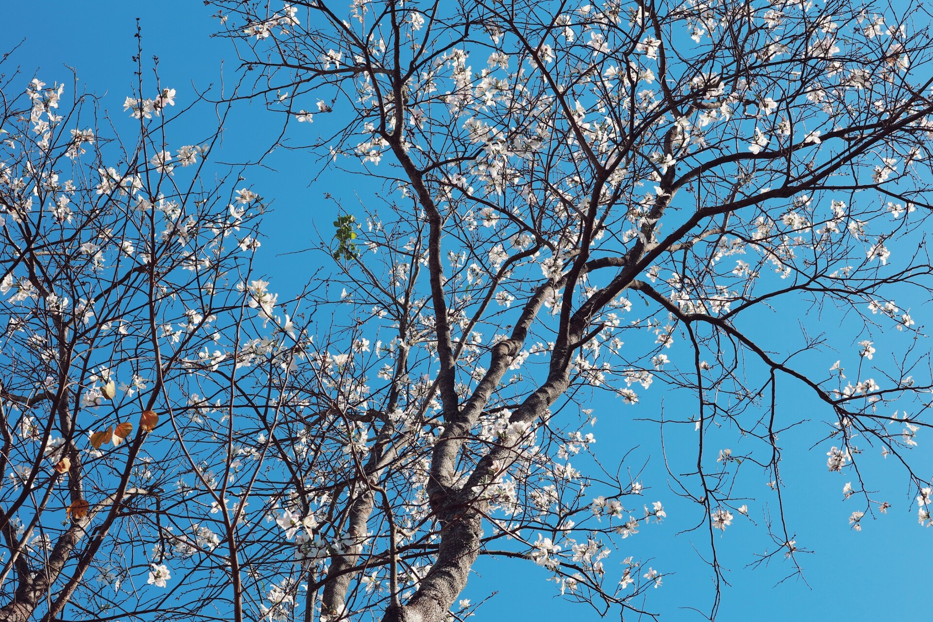 View - Hoa ban trắng tinh khôi nở rộ khắp các phố, Đà Lạt tháng 3 đẹp lạ lùng