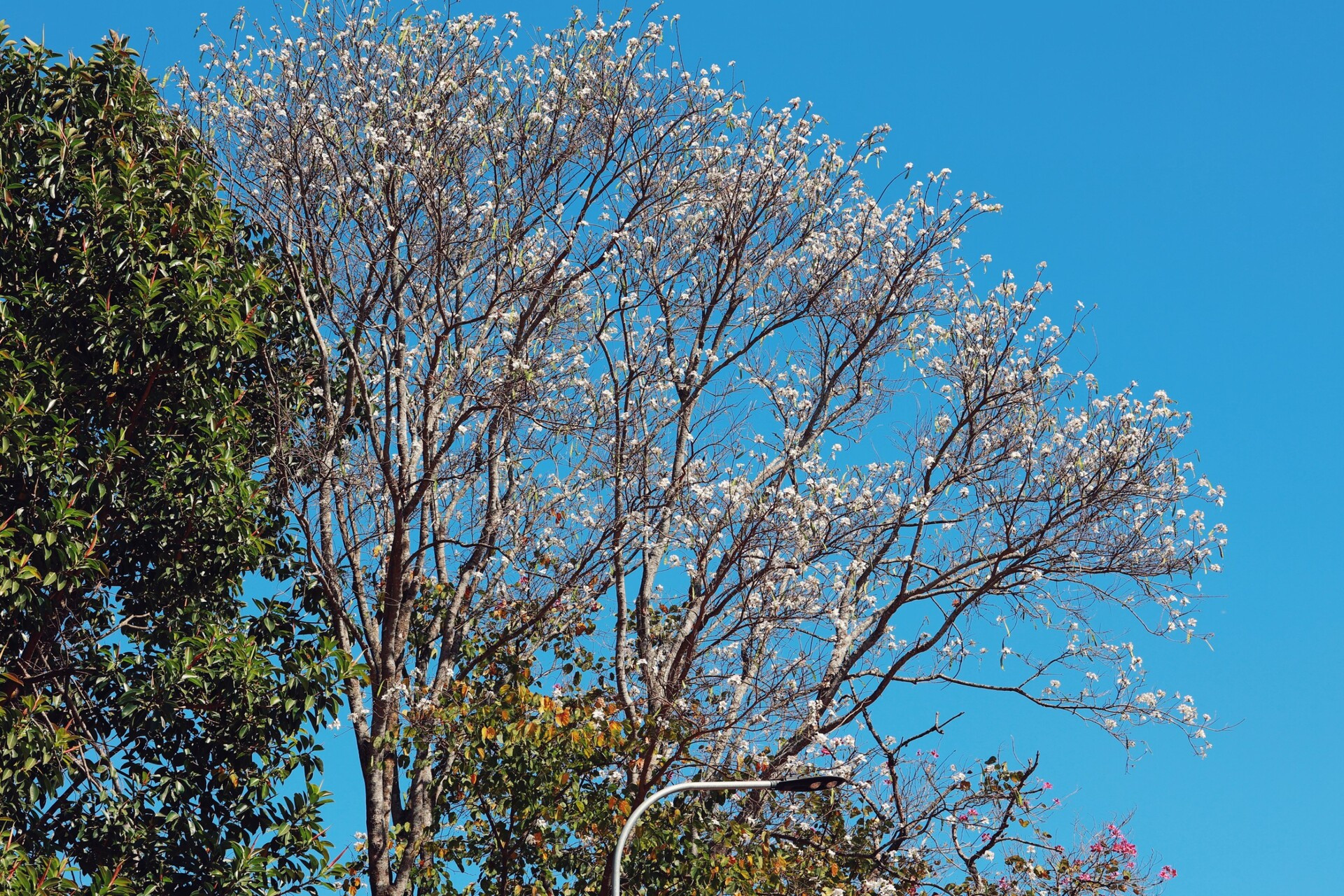 View - Hoa ban trắng tinh khôi nở rộ khắp các phố, Đà Lạt tháng 3 đẹp lạ lùng