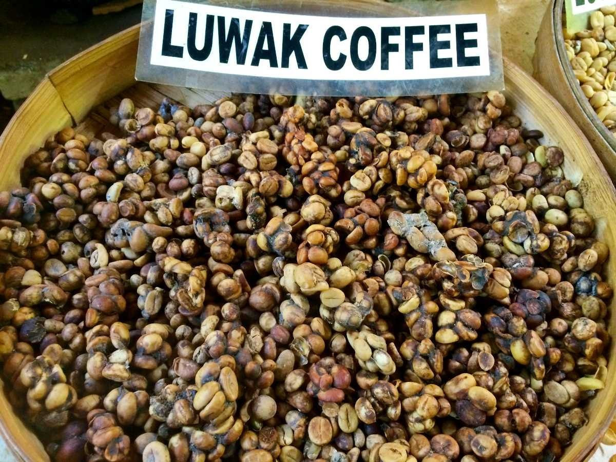 buy kopi luwak coffee for sale online next day delivery.jpg