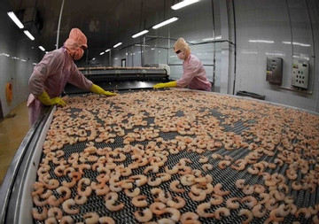 Shrimp producers, exporters earn big from deep processing