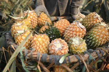 Trung Quốc chi 24,4 tỷ USD mua rau quả, Việt Nam nổi lên như ‘hiện tượng’