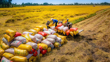 After half year of rising prices, rice prices start to fall