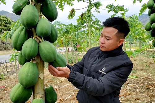 Chàng dân tộc ở Thanh Hóa biến vườn đu đủ hoang thành điểm đến 'vạn người mê'