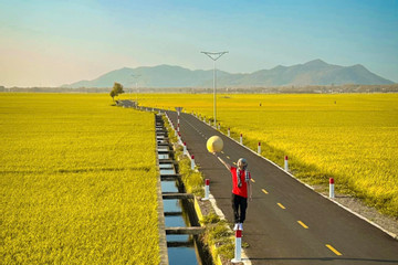 Con đường giữa cánh đồng vàng ruộm ở Vũng Tàu gây sốt vì đẹp như phim hoạt hình