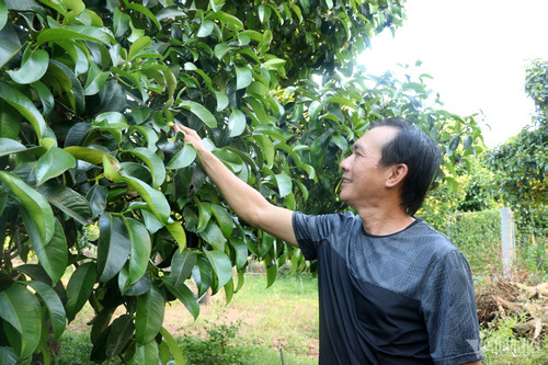 Vietnamese farmers go green, circular economy takes shape