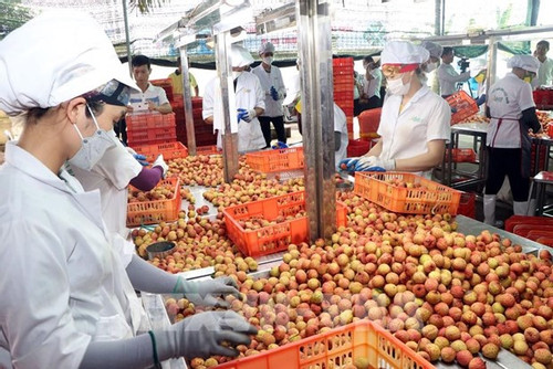 Ample room remains for Vietnam's exports to China