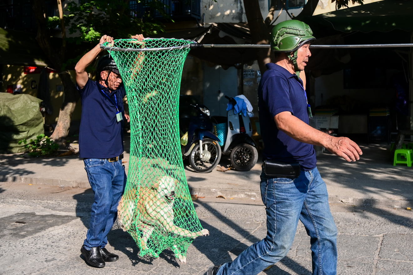 Mạnh tay bắt chó thả rông, phạt ‘gắt’ như nồng độ cồn