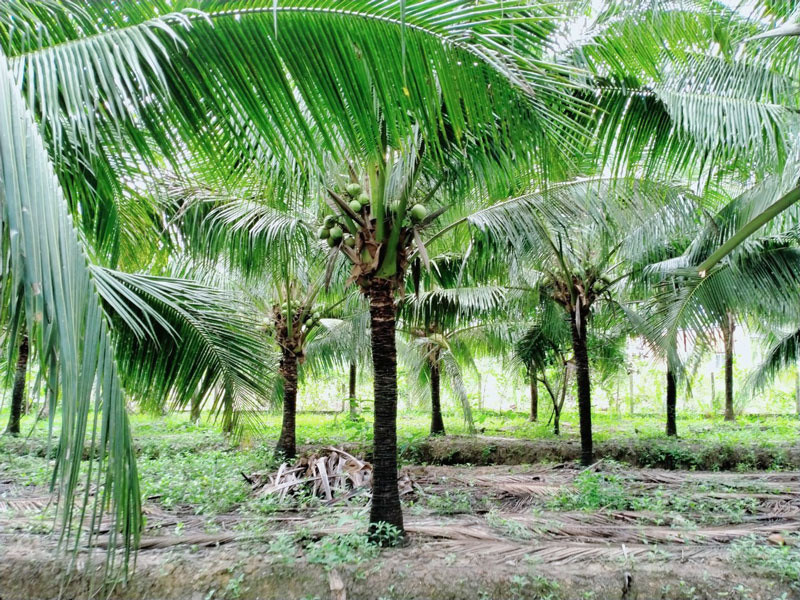 Ben Tre’s coconut trees ideal for earning carbon credits