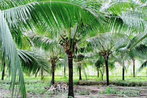 Ben Tre’s coconut trees ideal for earning carbon credits