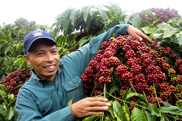 EU coffee demand expected to rise, VN now the only Robusta supplier