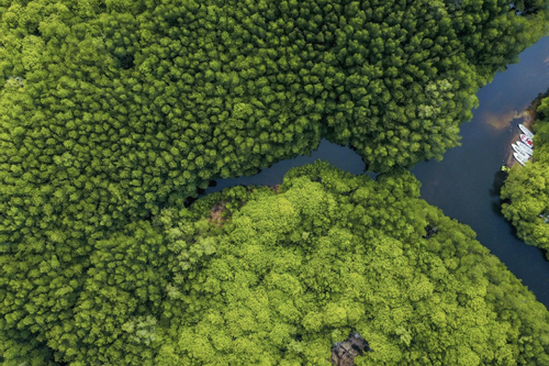 Nguồn lợi vô tận từ khai thác tín chỉ carbon rừng ngập mặn
