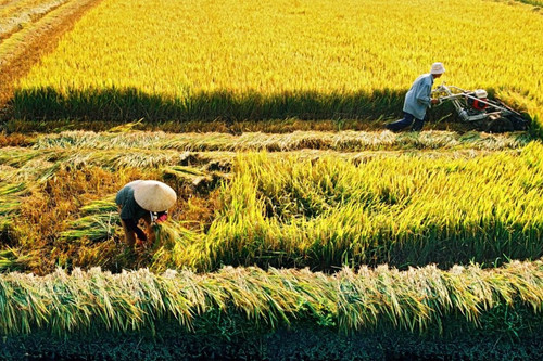 Vietnam wants to develop 1 million hectares of low-emission rice-growing area