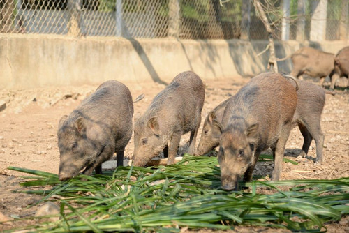 Bí thư đoàn thôn làm giàu từ mô hình nuôi lợn rừng ở Hà Tĩnh