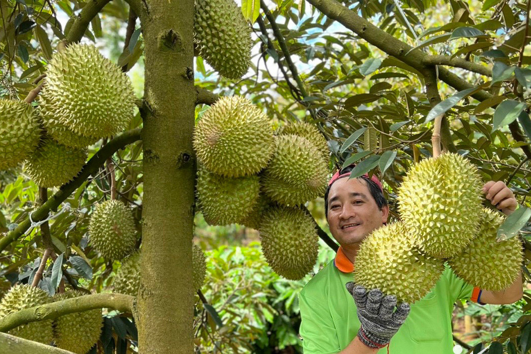 Sầu riêng thành loại quả đắt giá nhất Việt Nam, 'ông lớn' cũng phải dè chừng