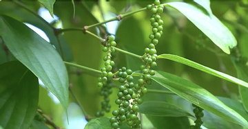 Quang Tri adds stars to pepper products
