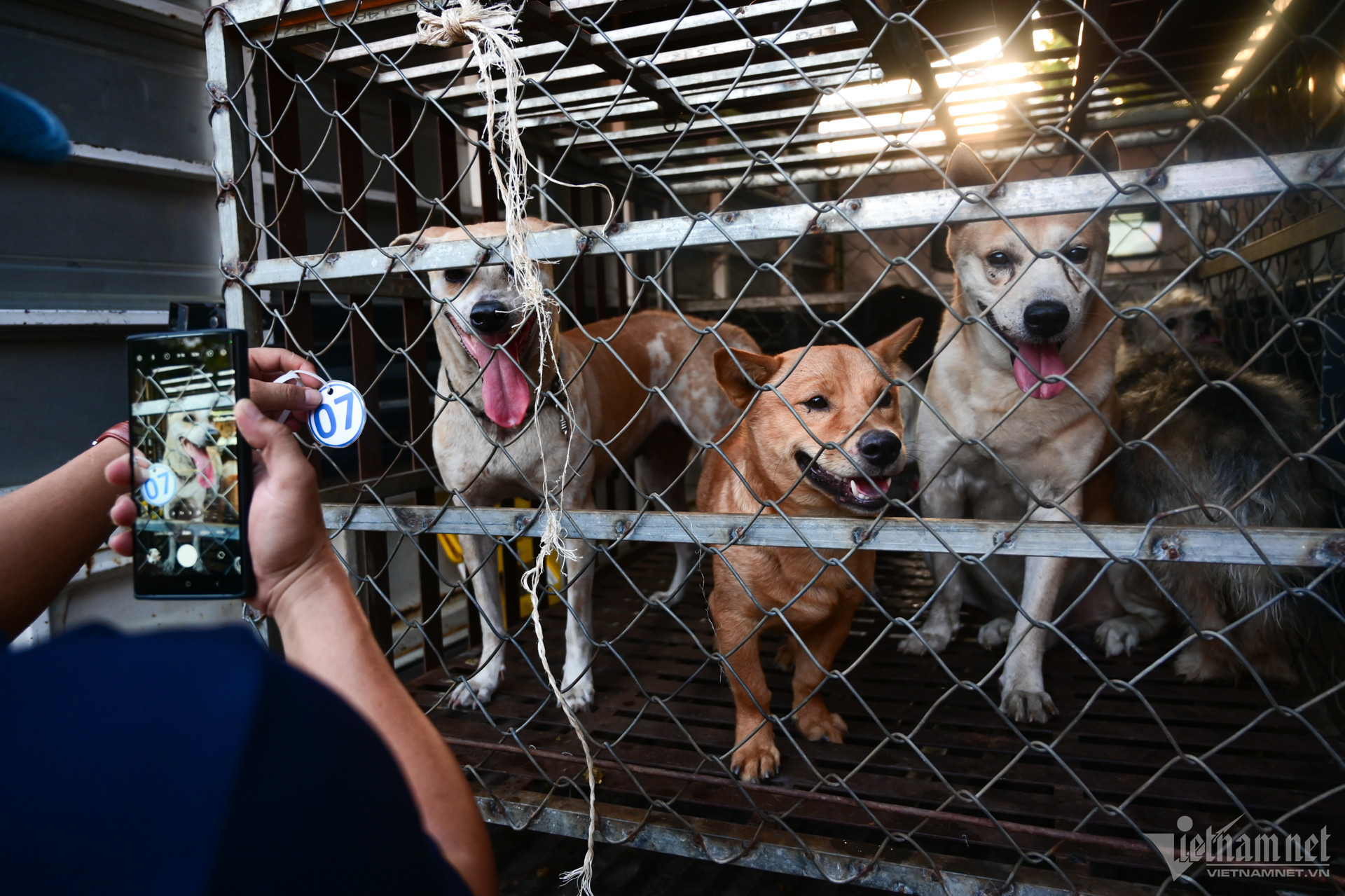 w cho tha rong nguyen hue 7 2 181.jpg