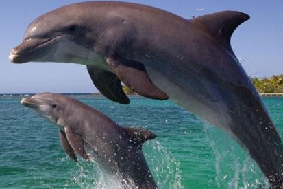 Over 100 dolphins spotted off coast of central Vietnam