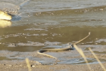 'Sát thủ' kịch độc bị cá sấu sông Nile cắn chết khi vượt sông
