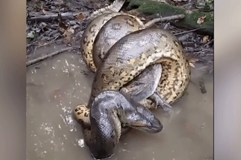 Cá sấu vùng vẫy trong tuyệt vọng trước khi bị trăn anaconda nuốt chửng