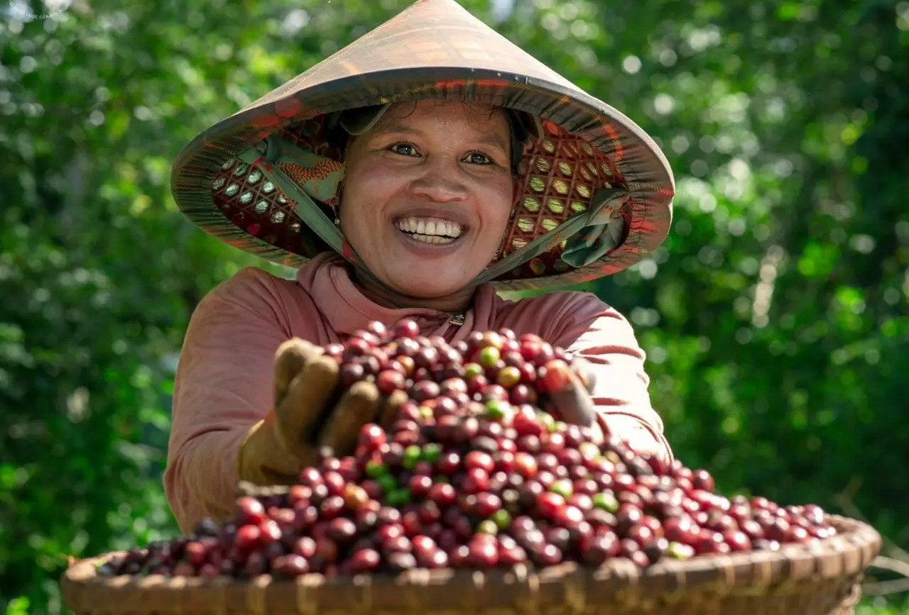 Giá cà phê trên đỉnh cao lịch sử, nông dân thu tiền tỷ, tậu ô tô