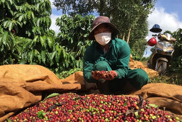 Nearly 600 million USD disbursed in support of agroforestry, aquatic sectors hinh anh 1