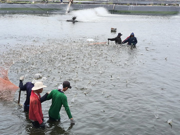 Vietnam's shrimp exports to South Korea face technical hurdle - VASEP