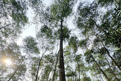 Kỳ vọng từ trồng rừng gỗ lớn ở Quảng Bình