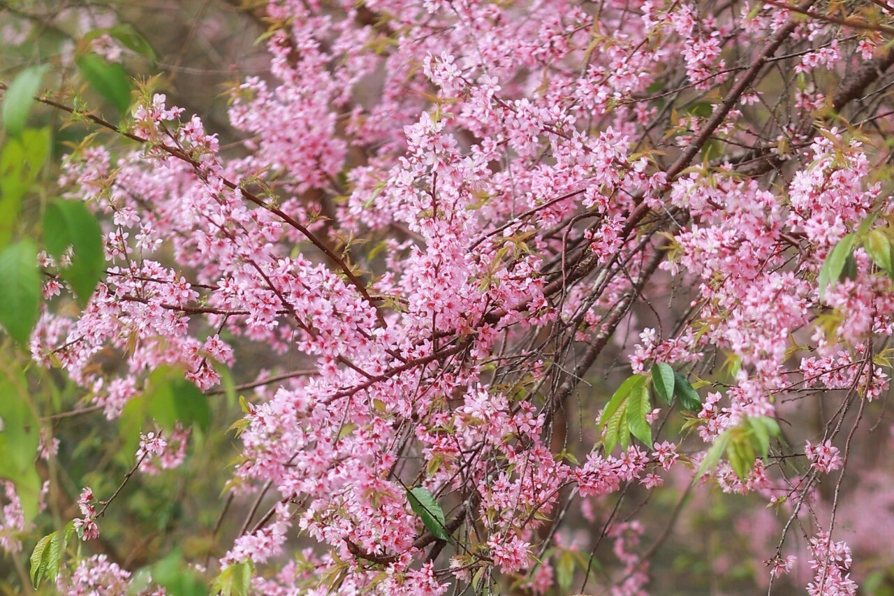 Lý giải hiện tượng chưa từng có ở Đà Lạt, mai anh đào bất ngờ nở rộ giữa tháng 4