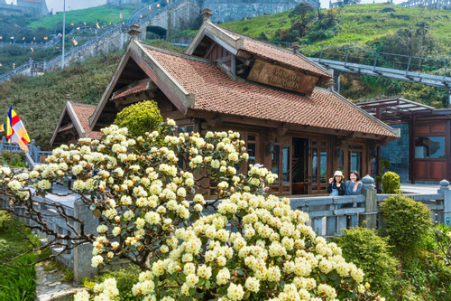 Rừng hoa đỗ quyên nở rực rỡ trên đỉnh Fansipan hút khách dịp lễ 30/4