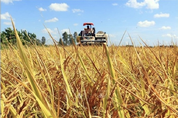 Vietnam earns $1.43b from rice exports in Q1