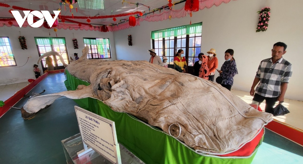 whale worshipping festival in full swing in bac lieu picture 10