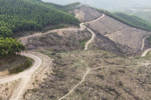 10ha rừng tự nhiên ở Bắc Giang bị chặt phá