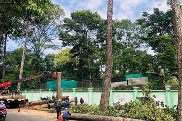 HCM City's second metro line threatens 400 trees