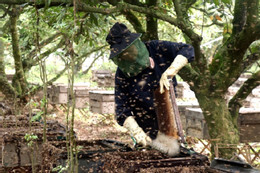 Longan Honey Harvest Season Begins In Northern Hung Yen