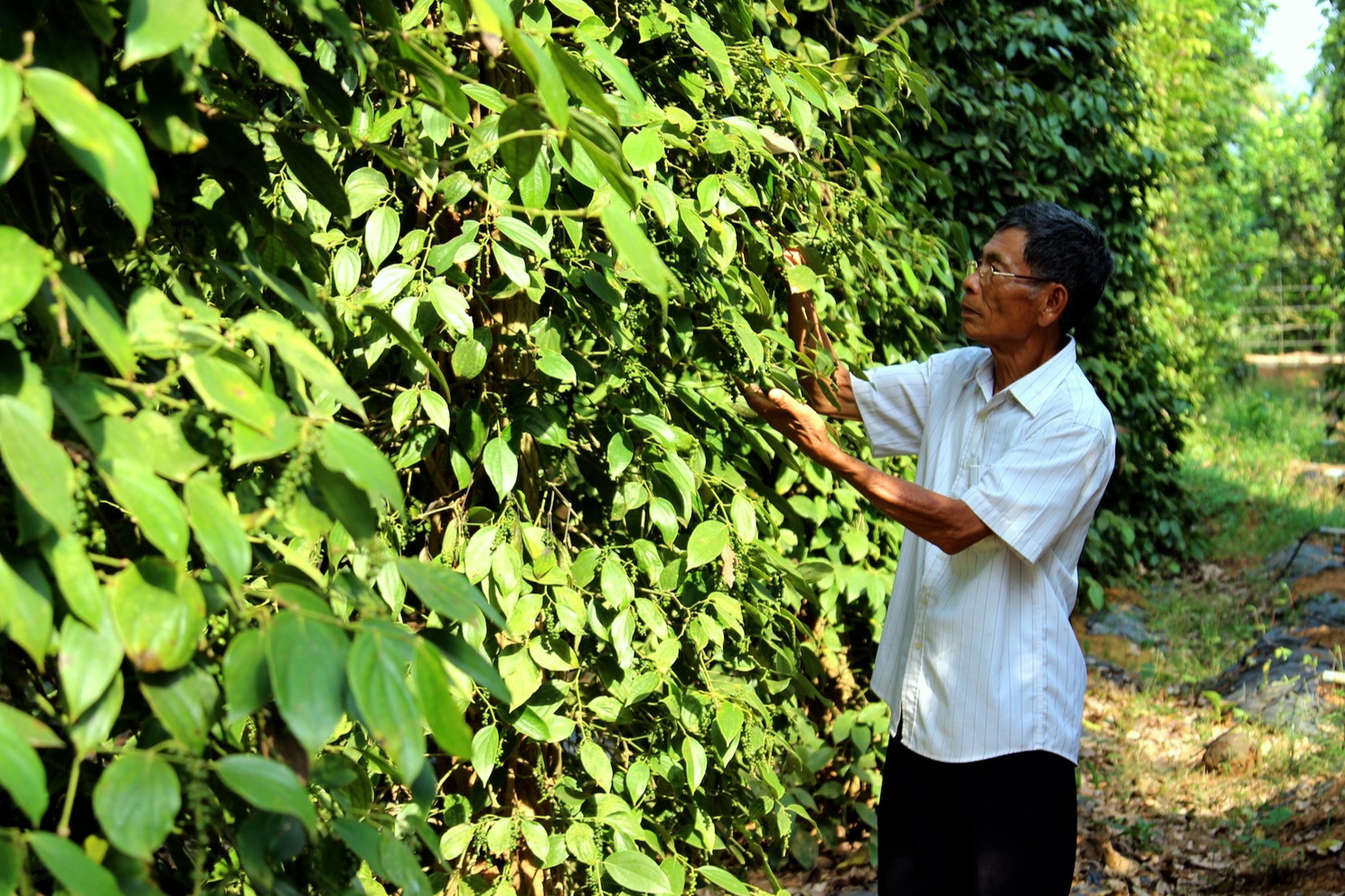 Lão nông thu tiền tỷ mỗi năm nhờ 'bí kíp nông nghiệp ký sinh'