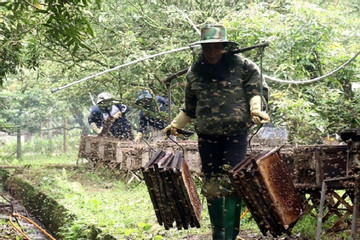 Longan honey harvest season begins in northern Hung Yen