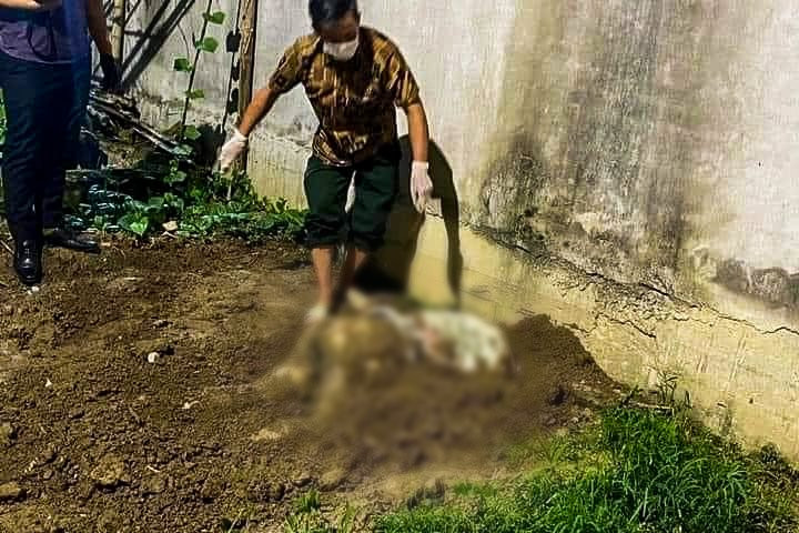  Phát hiện thi thể thiếu nữ 15 tuổi bị chôn lấp trong vườn chuối ở Hải Phòng 