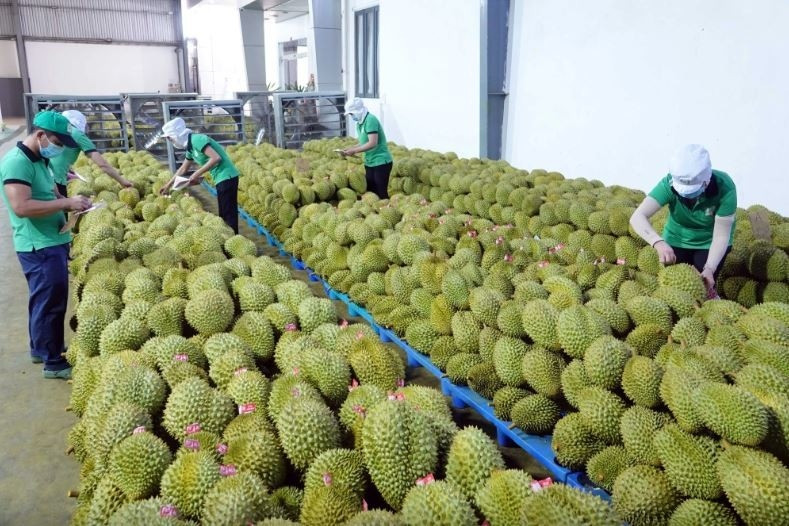 fruit and vegetable exports to rok and thailand surge picture 1
