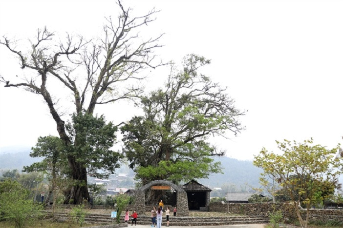 A tree-mendous time in the land of heritage trees