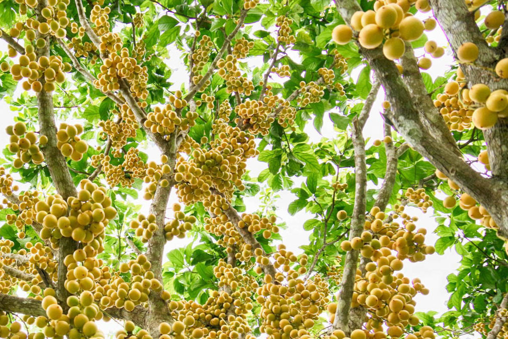 Vườn cây &apos;trái vàng ruộm, kín đặc từ gốc tới ngọn&apos; hút khách ở An Giang dịp 30/4