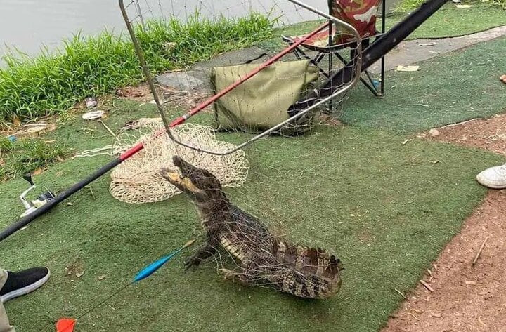 ca sau ho linh dam 14564144.jpeg