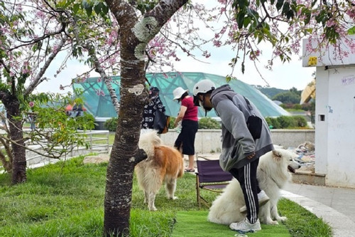 Men use dogs to monopolise Dalat cherry tree for photo services