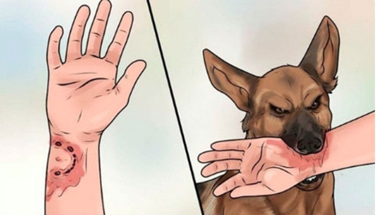 29 die of rabies in vietnam in four months picture 1