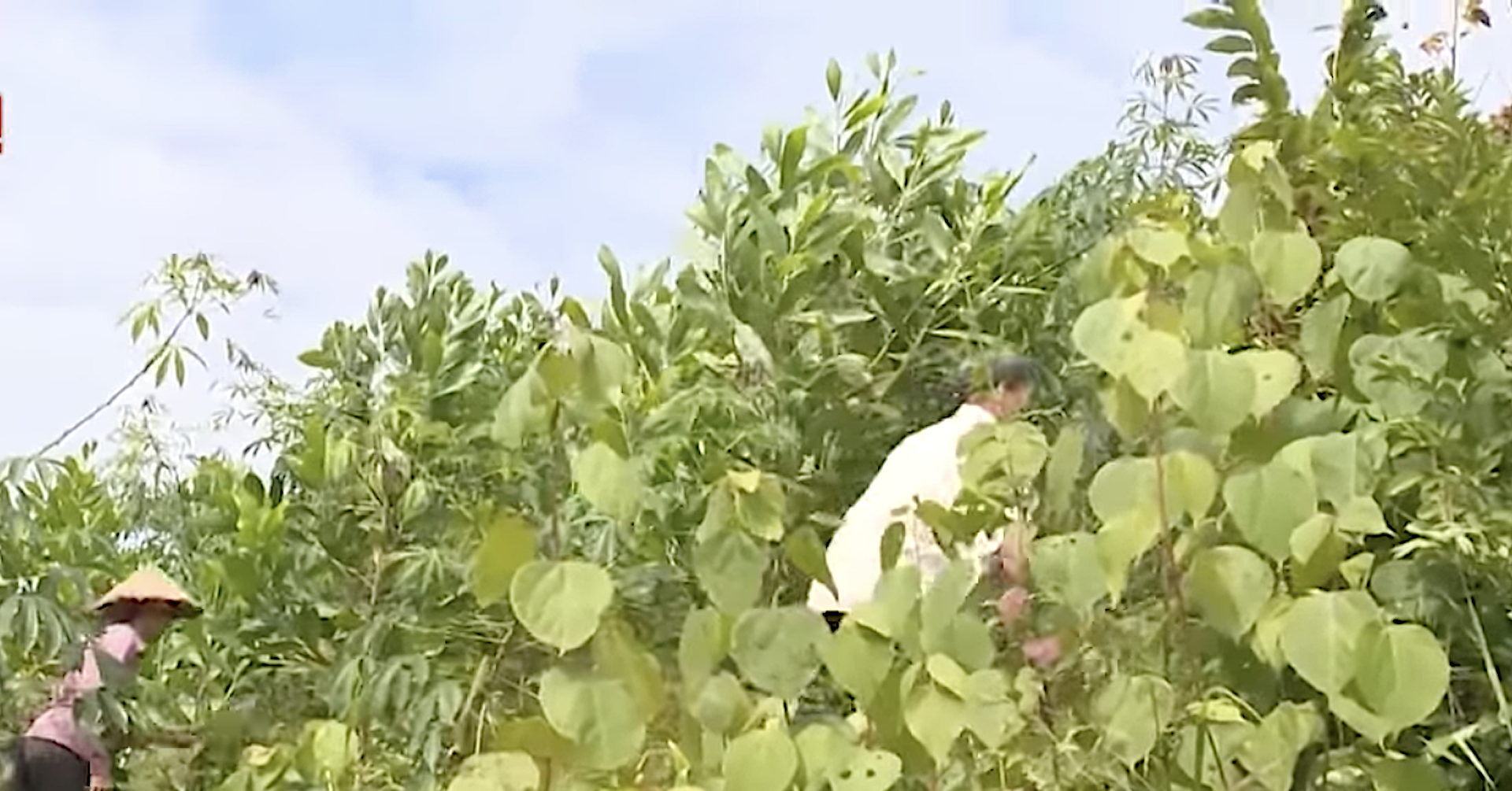 Bac Kan promotes industrialization and modernization in forest economy