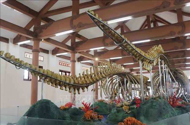 Whale skeletons in Ly Son attractive to visitors hinh anh 1